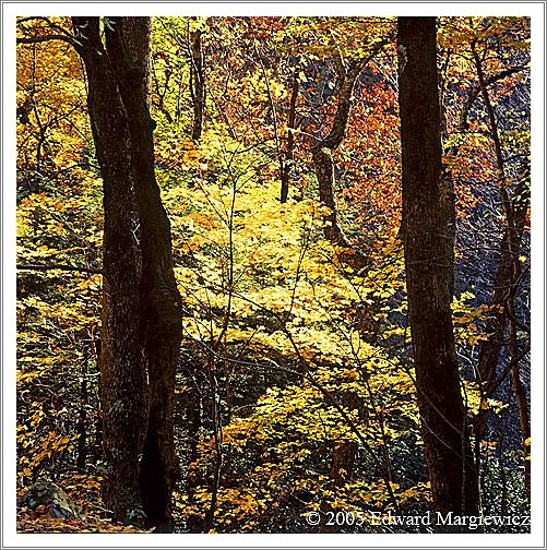 660132   Sun lit foliage, SMNP 